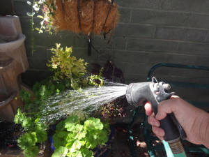 Hand watering recommended for Container Gardens