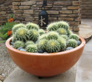 Orange pot filled with Golden Barrel Cactus.The Potted Desert