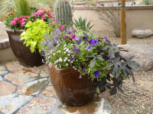 Early Summer Annuals in Desert Pots by The Potted Desert
