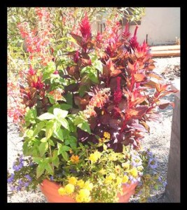 Summer potted garden in 24" pot by the Potted Desert