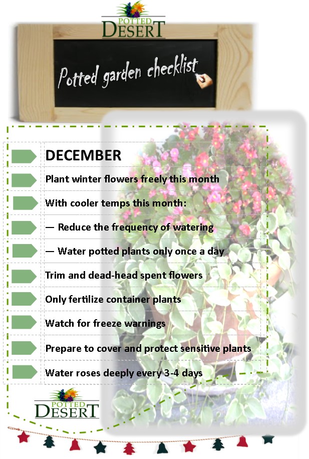 Keep up with your December tasks in your desert container garden