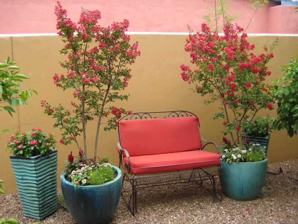 Desert Garden bench with Potted Crepe Myrtle by the Potted Desert