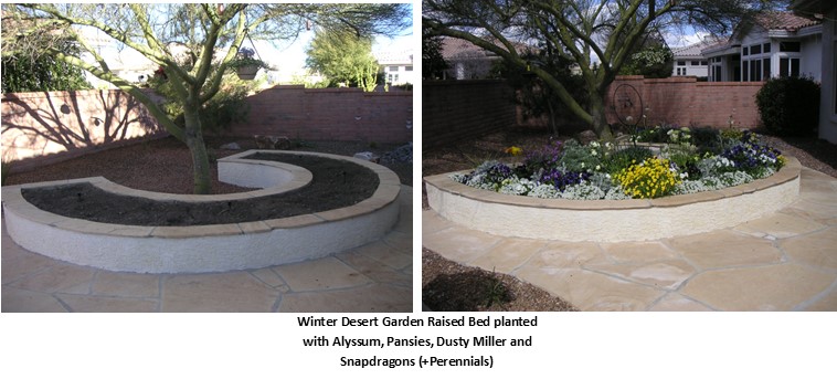 Before and after picture of raised bed with Winter Desert Garden Raised Bed planted with Alyssum, Pansies, Dusty Miller and Snapdragons