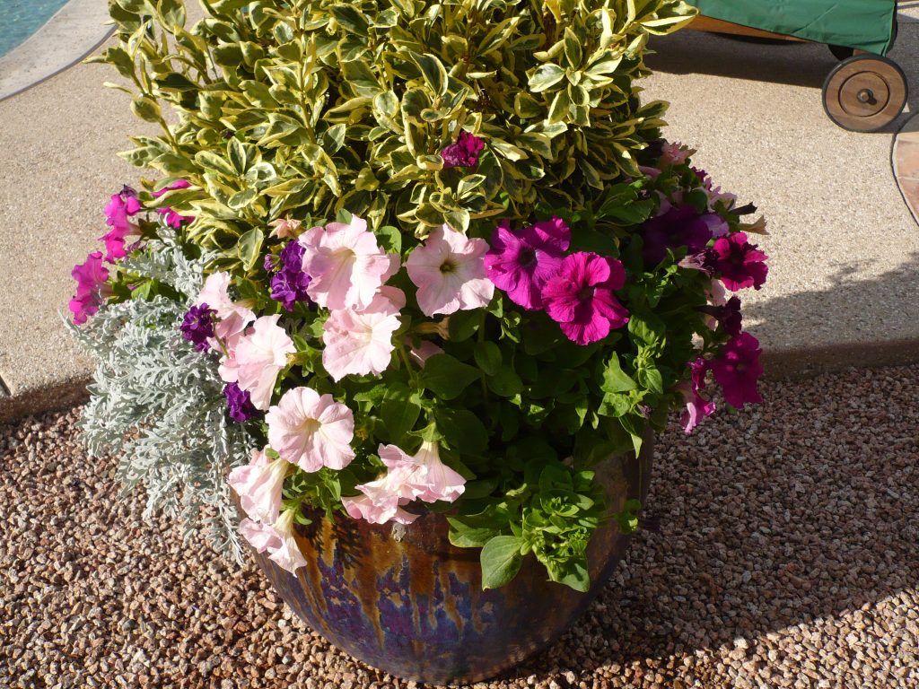 A potted Golden Euonymus with petunias and dusty miller. The Potted Desert
