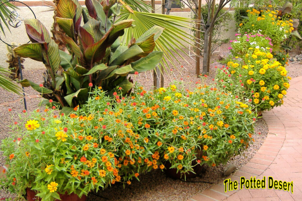 Yellow and Orange in a Desert Container Garden by the Potted Desert