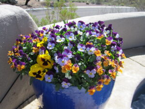 Winter Potted Violas and Pansies by the Potted Desert
