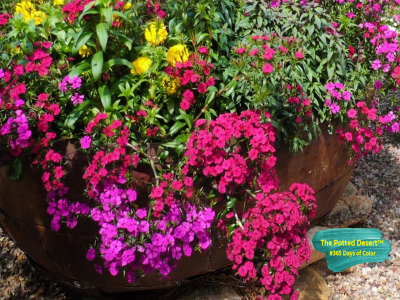 Winter Desert Pot with Petunias by The Potted Desert