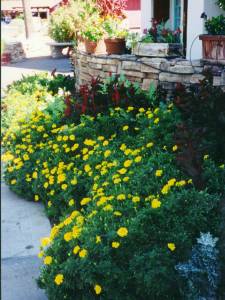 The same bed in the spring with Yellow Daisies