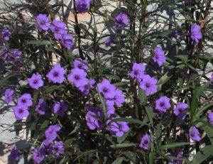 Large planting of purple Ruellia
