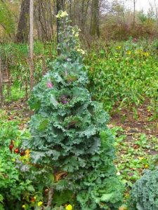 Kale bolting at the end of the season
